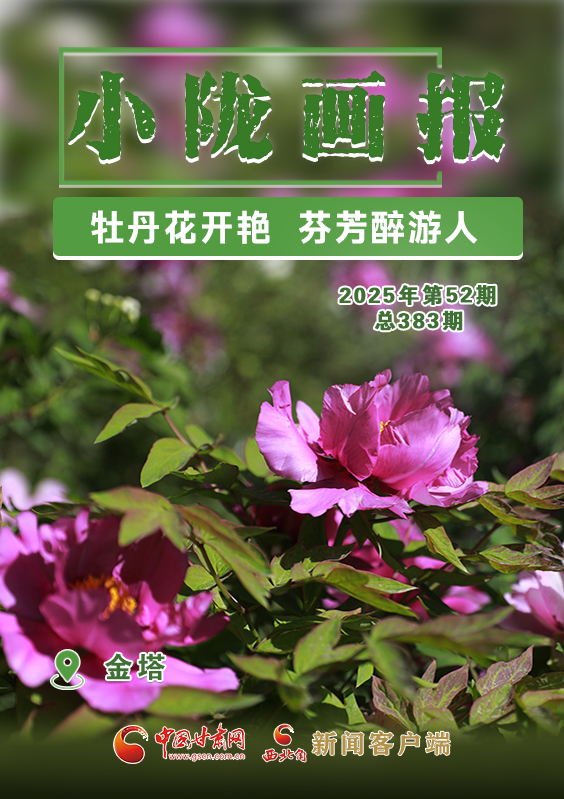 【小隴畫報·383期】金塔：牡丹花開艷 芬芳醉游人